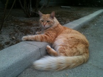 Cats