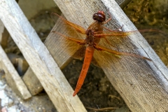 IMG_0328-FXD