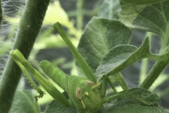 grasshopper