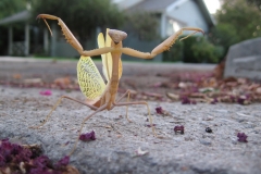 praying mantis