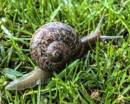 Snail