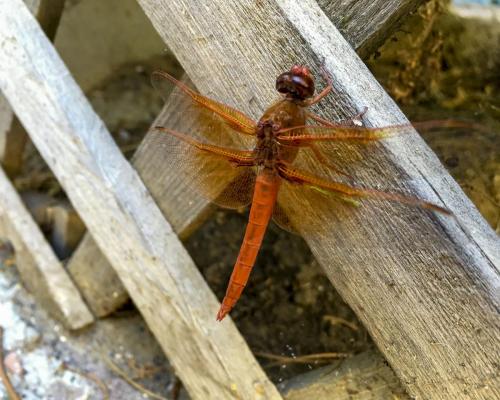 Red Dragonfly