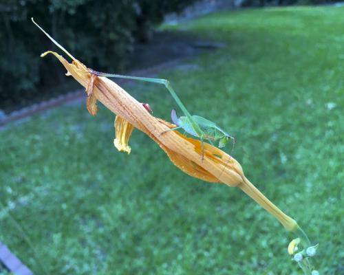 Stick Walker