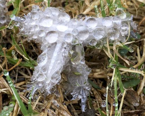 Feature & Water Droplets