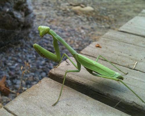 Green Praying Mantis