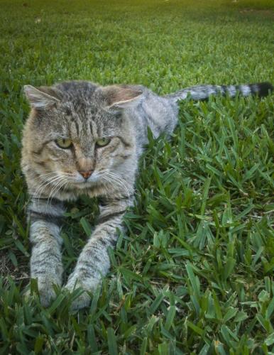 Old Tom