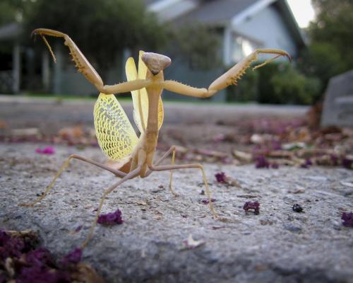 Yellow Praying Mantis
